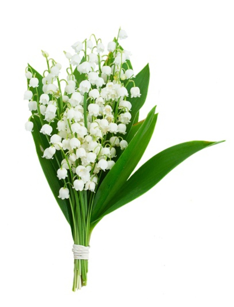 flowers flowers  / true flowers